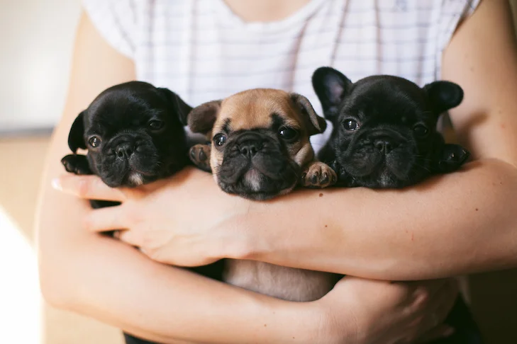 Tips for Bringing Your New Frenchie Home.