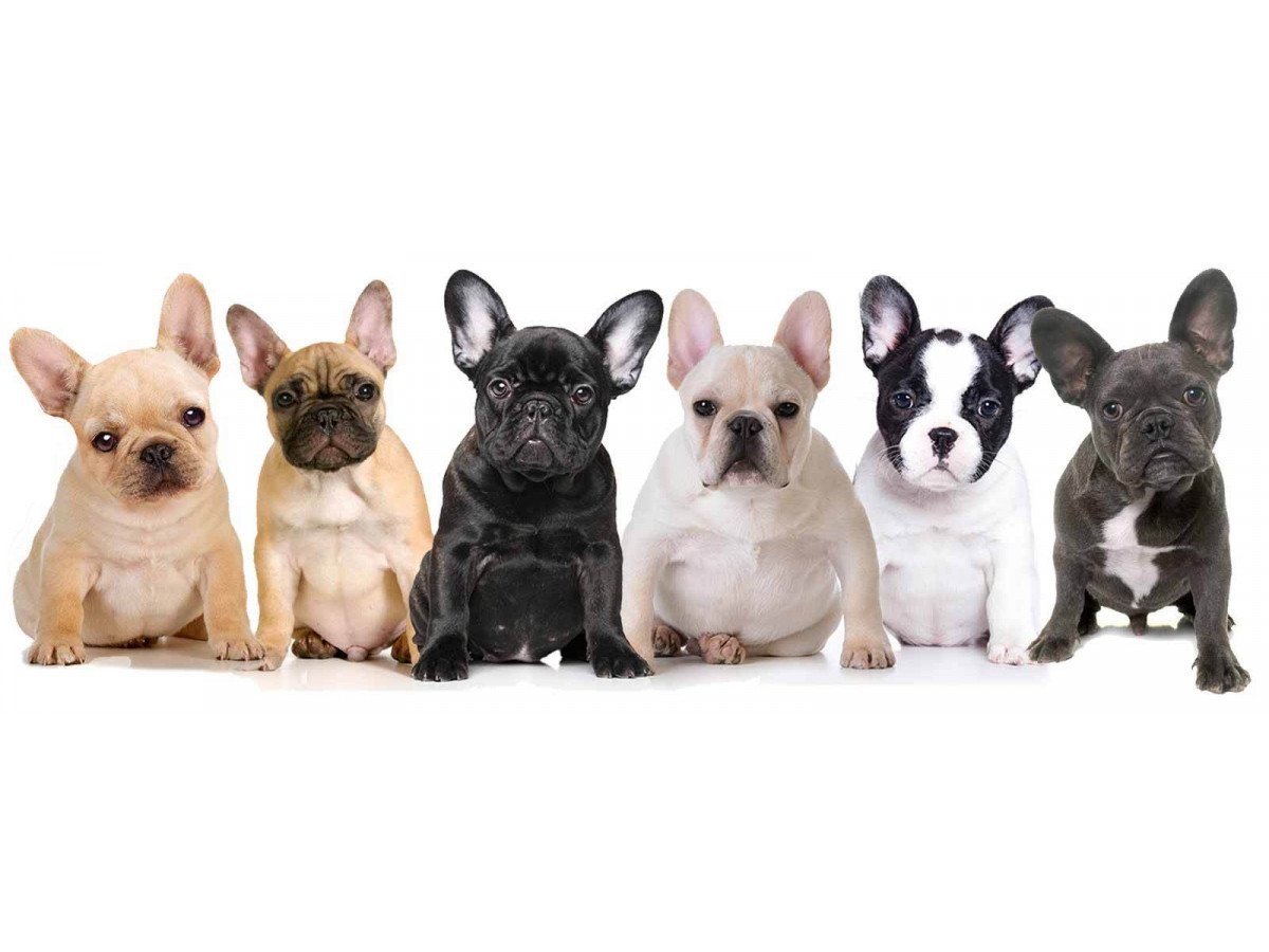 Understanding French Bulldog Coat Colors and Patterns.