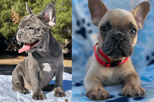 The Journey from Birth to Adoption at Distinct Frenchies.